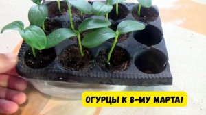 ОГУРЦЫ НА ПОДОКОННИКЕ К 8-МУ МАРТА! НЕ ОПОЗДАЙТЕ!!! ЧАСТЬ 1