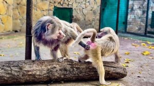 Я хотела похвалить Лиду, но тут она РЕЗКО БРОСИЛАСЬ на Люсю ни с того, ни с чего…