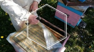 Развитие слабого отводка с весны до осени Фильм 3