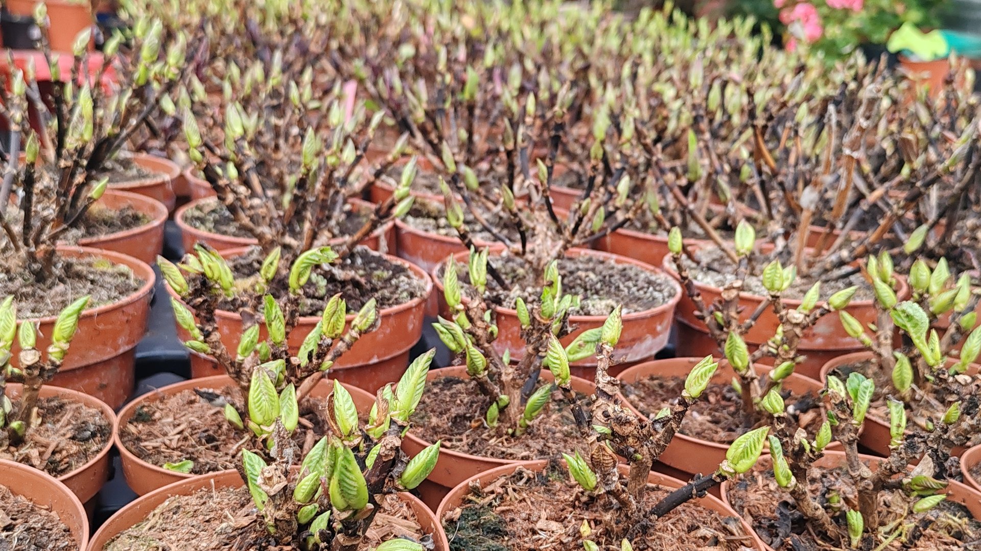 Евро саженцы крупнолистных гортензий