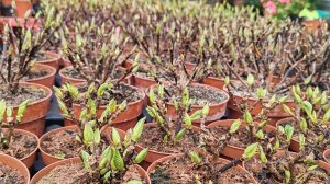 Евро саженцы крупнолистных гортензий