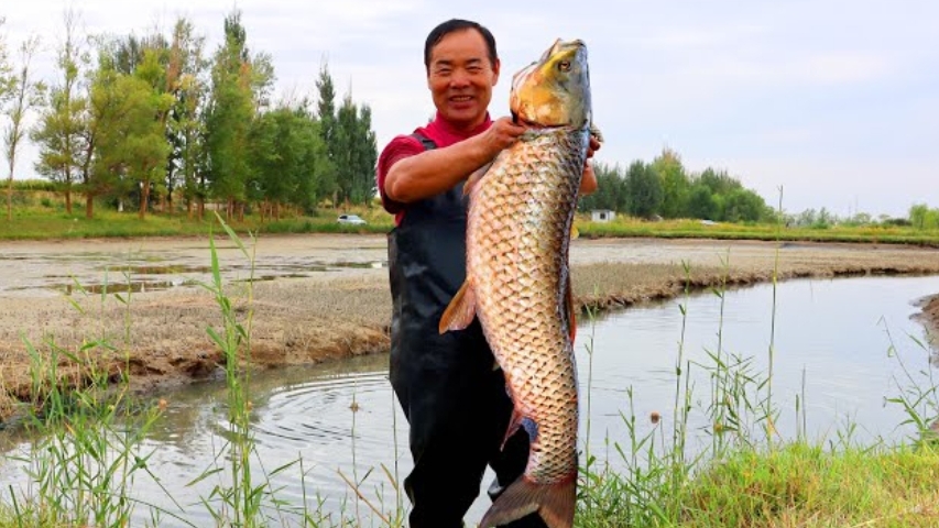 Огромный карп пойманный в пруду . Вкусное блюдо из рыбы, Дядюшка сельский гурман.