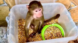 СМЕХ! Анфиса решила стать на раздачу кормов попугая и лично контролировать количество орехов😁