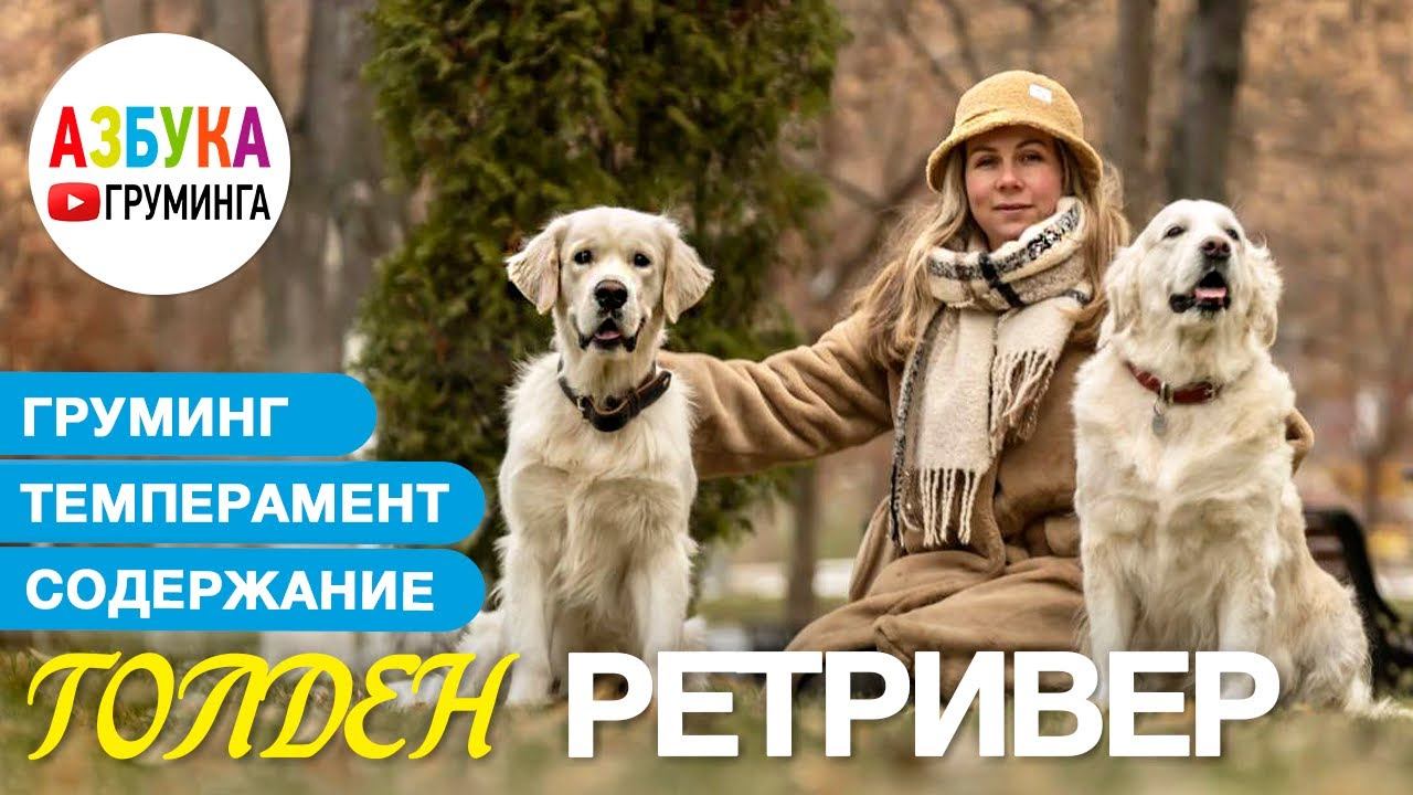 Голден Ретривер. Груминг, уход, выбор щенка