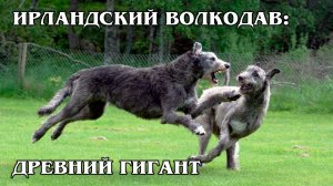 Ирландский Волкодав: Крупнейшая Порода Собак | Интересные факты про собак