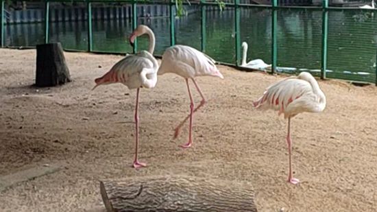 Фламинго в зоопарке Липецка смотреть онлайн