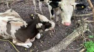 Привесы бычков за 2 месяца.