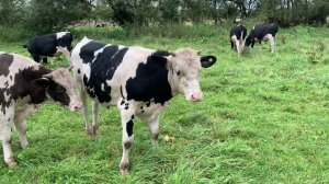 Продал корову и быка