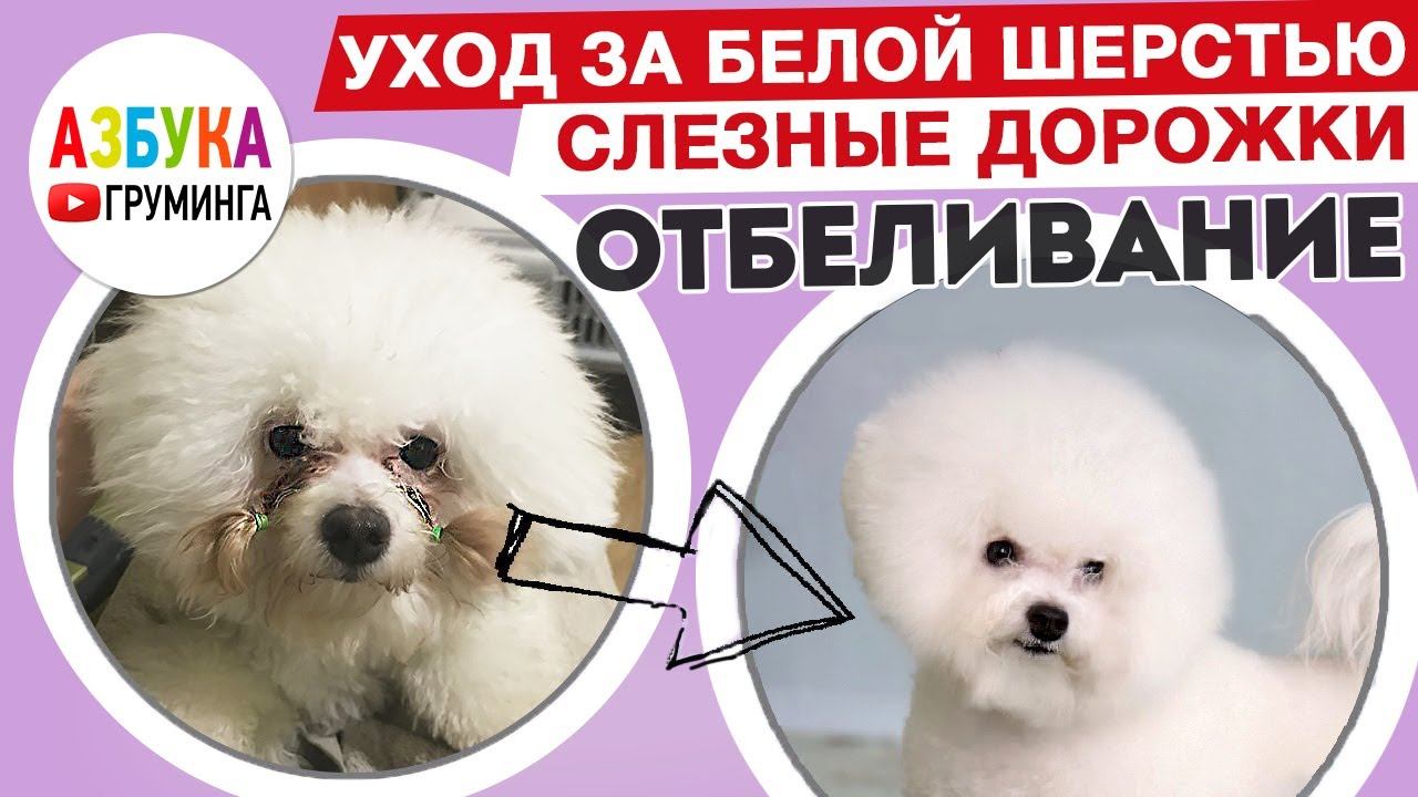 Слезные дорожки, отбеливание и уход за белой шерстью