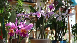 Октябрь в Зимнем Саду