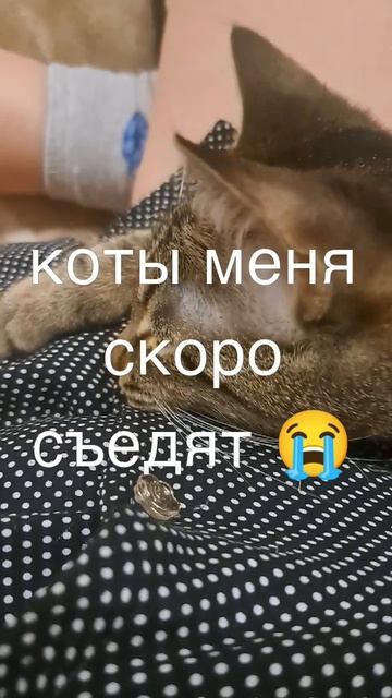 Коты меня точно скоро съедят.Пора их кормить🤣 смотреть онлайн