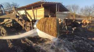 СЕНАЖ в рулонах, так ли все хорошо?