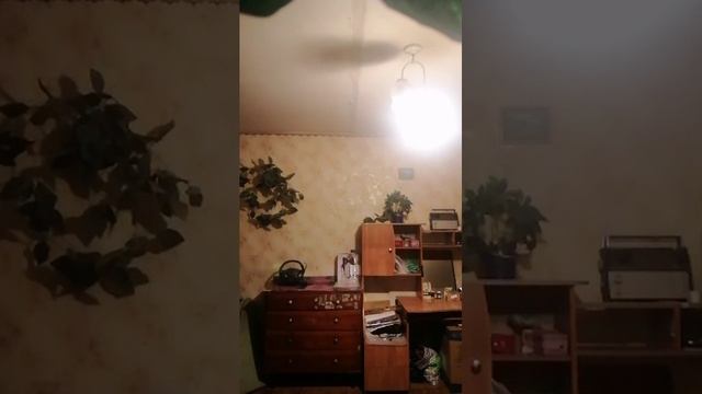 кошка соня смотреть онлайн