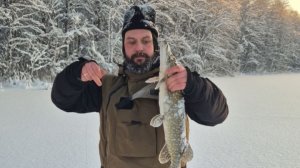 Рыбалка. Ловля щуки в Ленобласти на жерлицы.