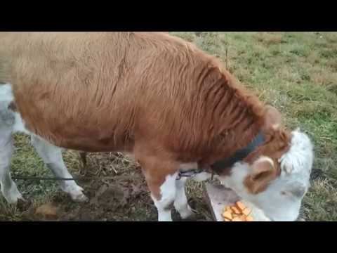 Рацион кормления бычков и привесы в октябре.