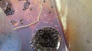 январь, как пчелы сами сделали вентиляцию на зиму и зимуют без проблем, несколько лет , 6.01.2026