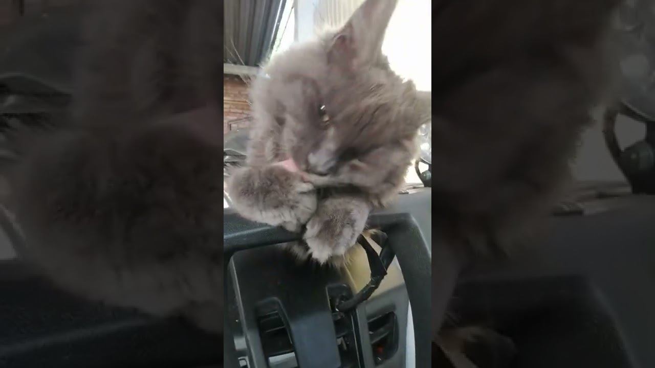 Котя. смотреть онлайн