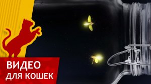 Видео для кошек - Светлячки в банке (Ваш кот будет доволен!)