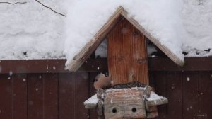 Драка на кормушке. Снегирь- самка гоняет синиц.