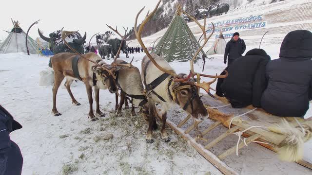 Северные олени 05 01 2026 смотреть онлайн