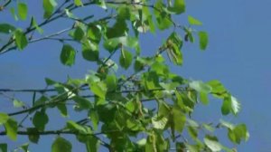 ЭТО БЫЛО НЕДАВНО, ЭТО БЫЛО ДАВНО.  Е. Дубкова,  муз. В. Печенкин, вок. Л. Великанова, зв А. Макалиш.