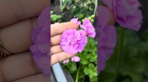 Сорт пеларгонии Леона галактика и мой сеянец