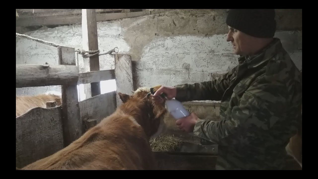 Обработка быков от чесотки, власоедов и обычного клеща.