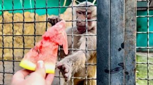 Люське ТАК ПОНРАВИЛСЯ АРБУЗ, знала бы принесла бы побольше, а то они с Лидой никак ЕГО НЕ ПОДЕЛЯТ!