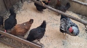 Переселение петухов виандотов. Создала две семьи, посмотрю, как работают петухи.