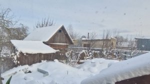 Подкинул убытков уходящий год. Уход за традесканцией в январе.