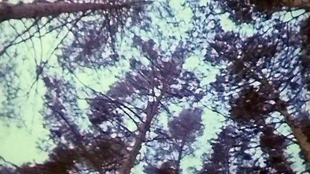 1988 год. Тюменская область. Зимний лес смотреть онлайн