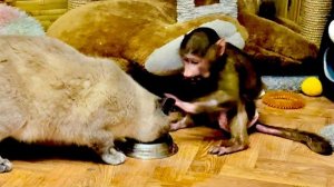 Анфиса с Барсиком делят кошачий корм-ПОБЕДИЛА ДРУЖБА❤️