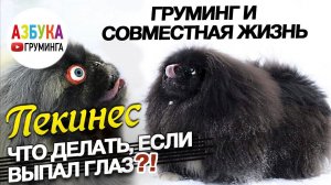 Пекинес. Груминг и совместная жизнь. Что делать, если выпал глаз?