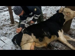 Быки Антиваксеры.