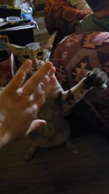 Когда кунг-фу кота лучше твоего кунг-фу смотреть онлайн