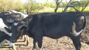 Первый борщевик для быков.