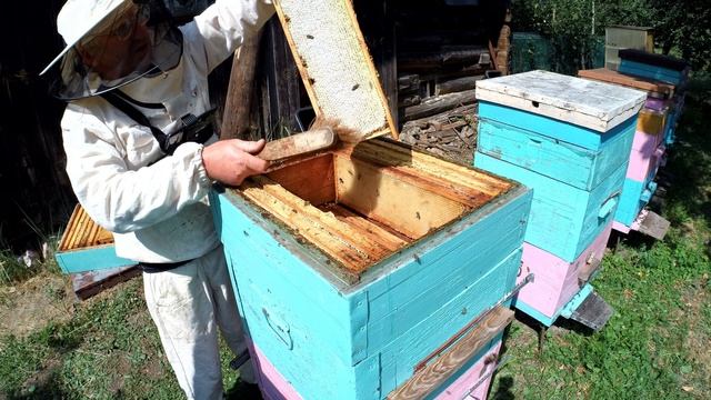 Развитие слабого отводка с весны до осени Фильм 4 смотреть онлайн