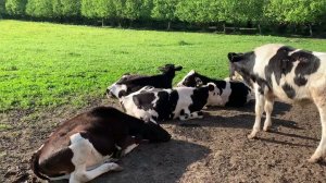 Есть ли прибыль от быков?