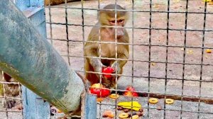 Наши питомцы просто уже ЗАЕЛИСЬ, они не едят, а как поросята просто портят продукты)))