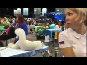 ГрумМания пудель