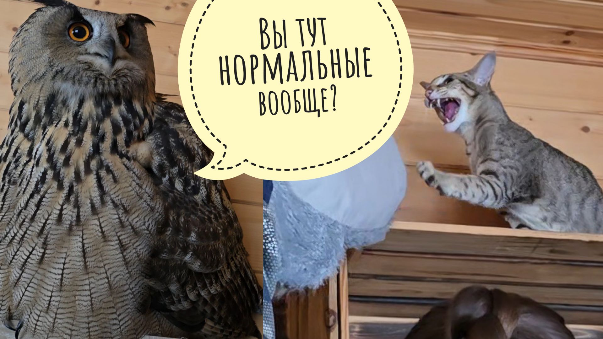 Сова филин Ёль и Треугольный кот Марсель впервые друг друга видят.Что там с анализами у глистов Куба смотреть онлайн