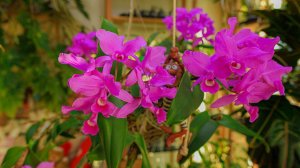 Cattleya skinneri “Heiti Jacobs”