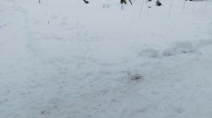 Небольшая прогулка по даче. 6.01.2026г. Накормила птичку.Почистила дорожки. И просто гуляю🥰🥰🥰