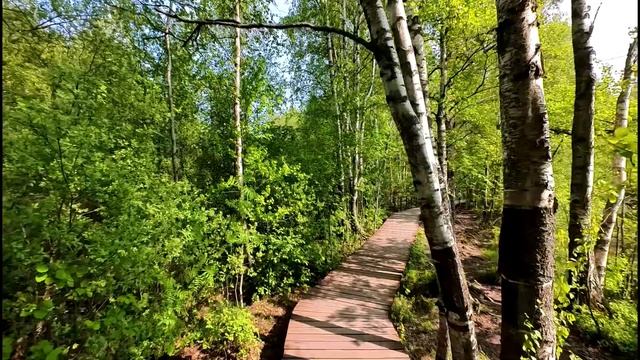 2025.06.04. Сестрорецкое болото. Ч.1