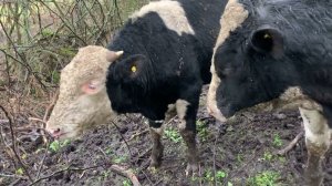 Привесы быков в ноябре.