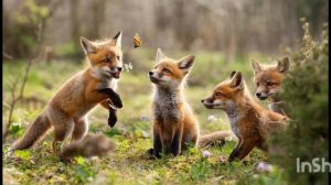 Аудиосказка про лесных зверят