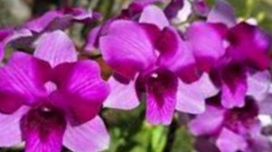 Реанимация Дендробиума Alien - 395 (Чужой или Инопланетянин - 395) спуст 2.5 м-ца после получения