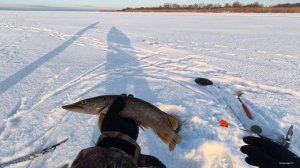 Первая щука на жерлицы 2026г. Устье реки Волхов.