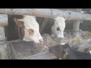 Итог откорма. Выход мяса. Часть - 2.