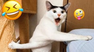 ПРИКОЛЫ С ЖИВОТНЫМИ😺🐶 | СМЕШНЫЕ КОТЫ и СОБАКИ😂
